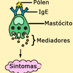 Pollen, IgE, Mast Cell, Mediators